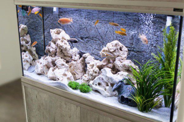 aquarium fish