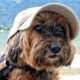 dog friendly vacations in california
