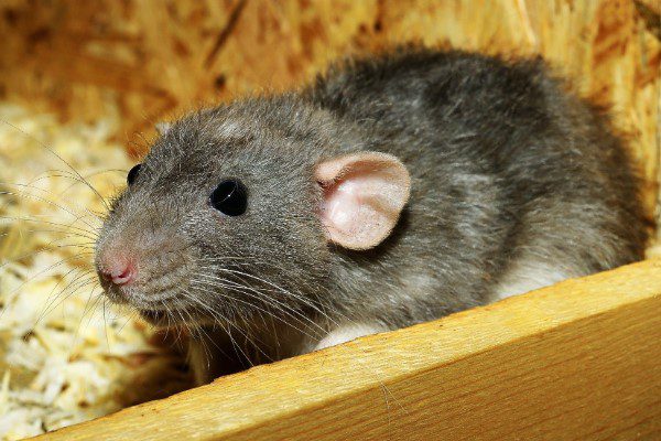how to get rid of pack rats